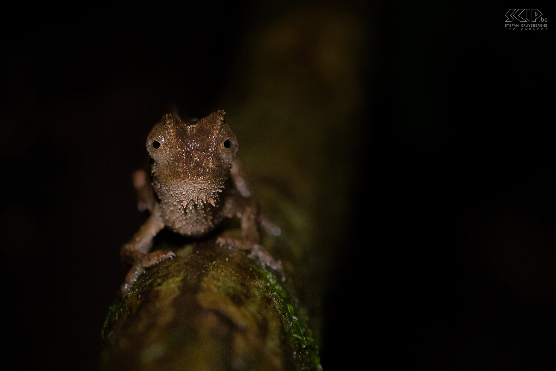 Andasibe - Brown leaf chameleon The brown leaf chameleon or Brookesia superciliaris is a one of the smallest chameleons in the world. It can be found in eastern Madagascar. The size and appearance of this chameleon varies but mostly it has brown or beige colors. It is 3 to 8 centimeters long and has pronounced horns on his head. Like all other chameleons each eye can focus independently and they have a 360-degree arc of vision. It lives on the forest floor and its appearance mimics that of a dead leaf. We found this strange little chameleon during a night walk in the private Mitsinjo Reserve near the Andasibe-Mantadia national park. Stefan Cruysberghs